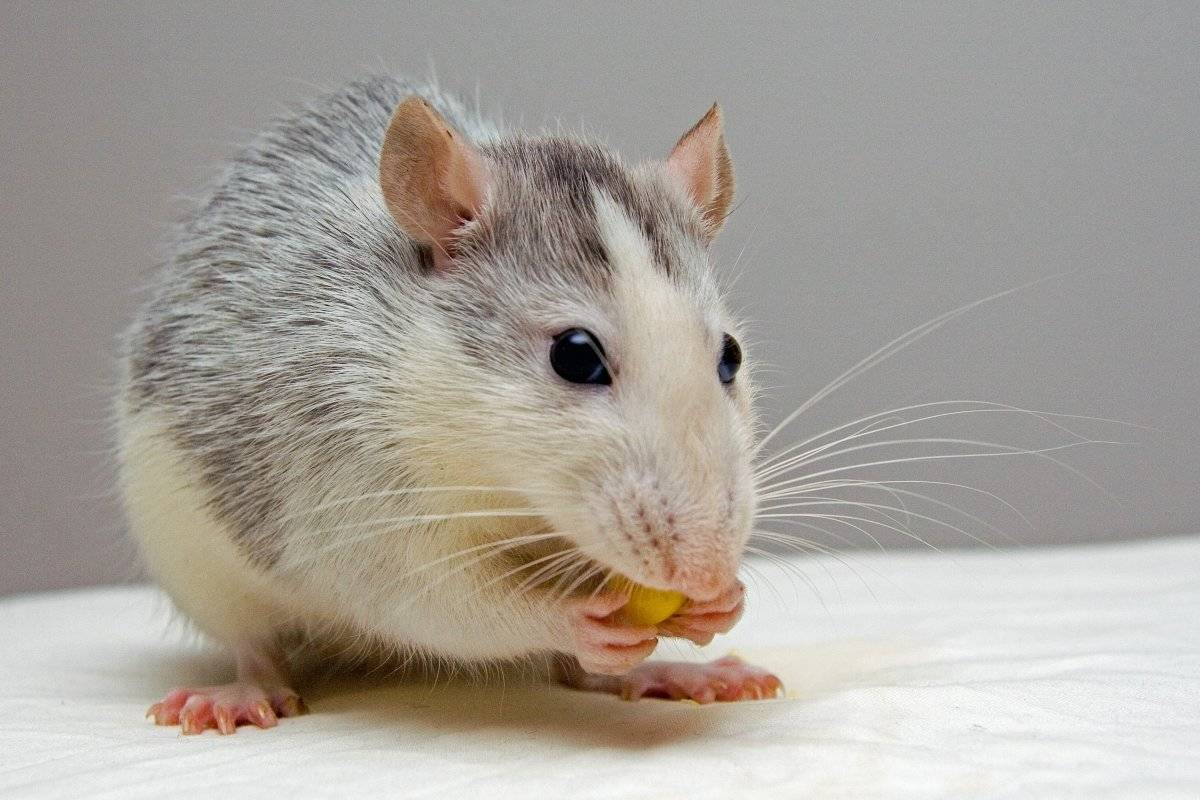 Ratón