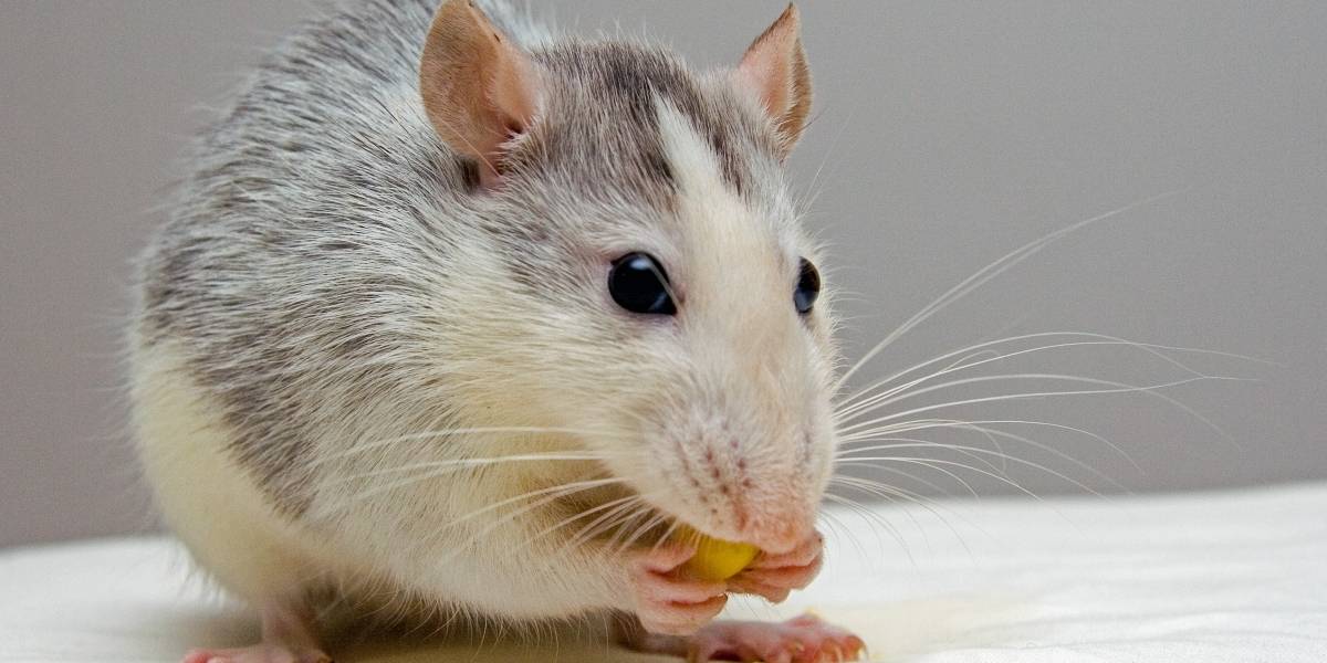 Científicos provocaron la regeneración de los dientes de un grupo de ratones que los habían perdido