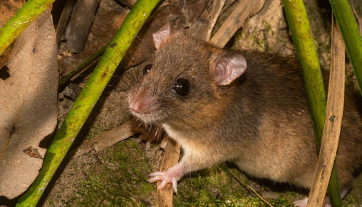 Melomys rubicola