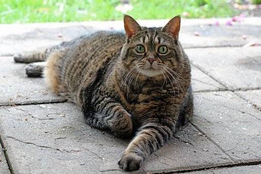Gato