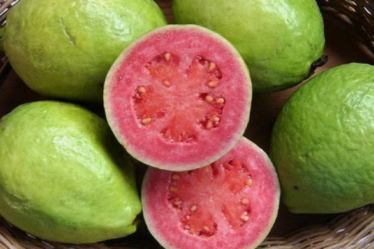 fruta milagrosa para la diabetes