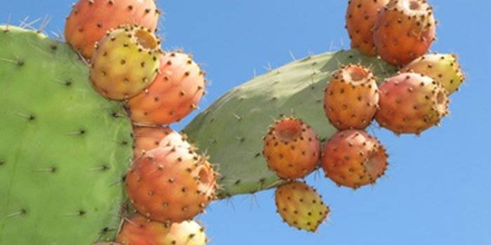 nopales_587