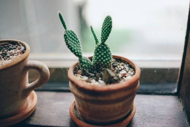 planta_547