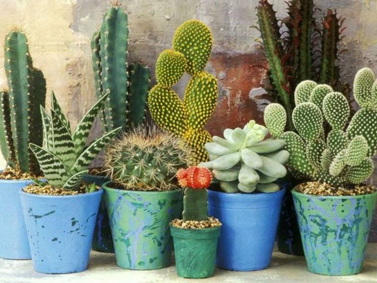 cactus_589