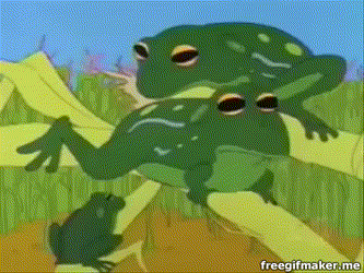 México tortugas México tortugas