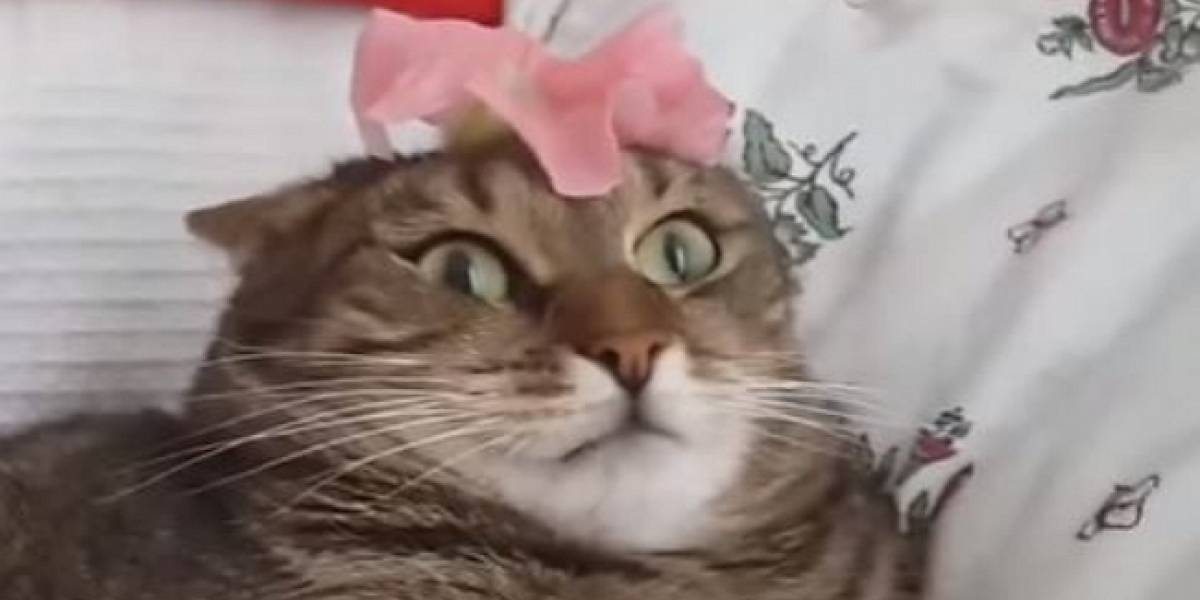 Conoce el caso del gato negro que se volvió casi completamente blanco en solo unos años