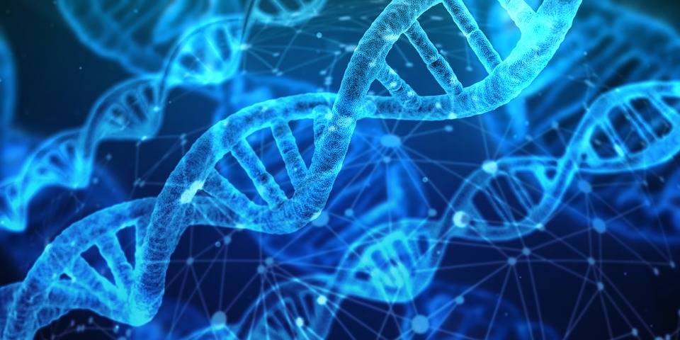 Científicos encuentran patrón universal que explica la duración de la vida en cada especie Científicos encuentran patrón universal que explica la duración de la vida en cada especie