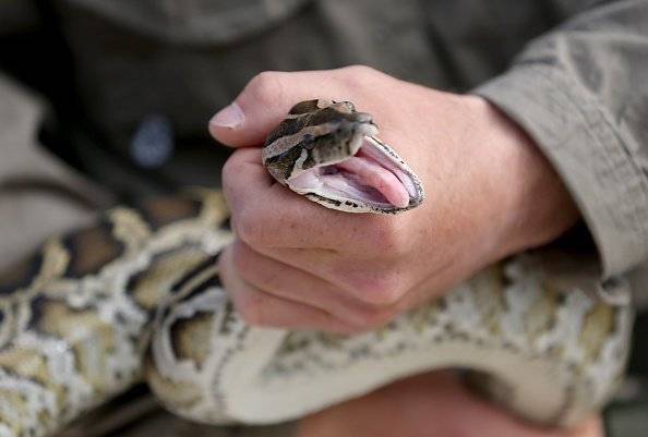 Pitón/serpiente