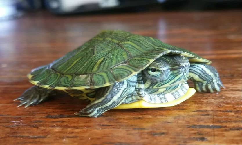México tortugas México tortugas