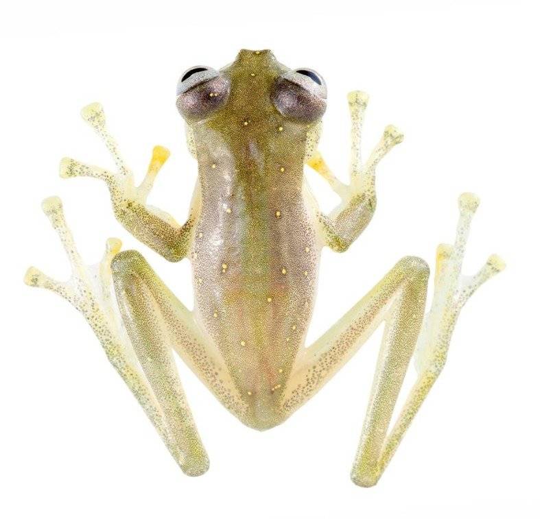 La Rana de Cristal