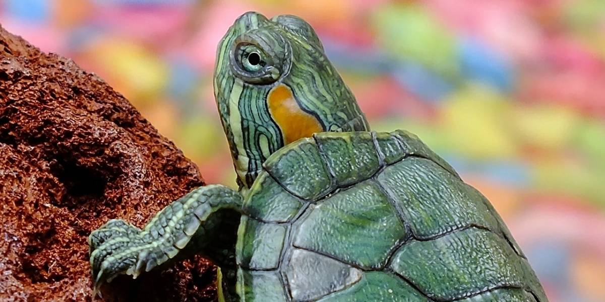 Las tortugas que tenías de niño se volvieron una plaga en México
