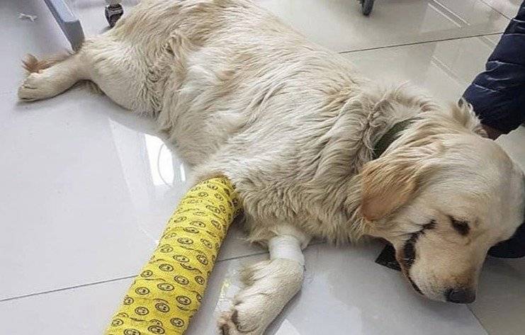 perro guasón
