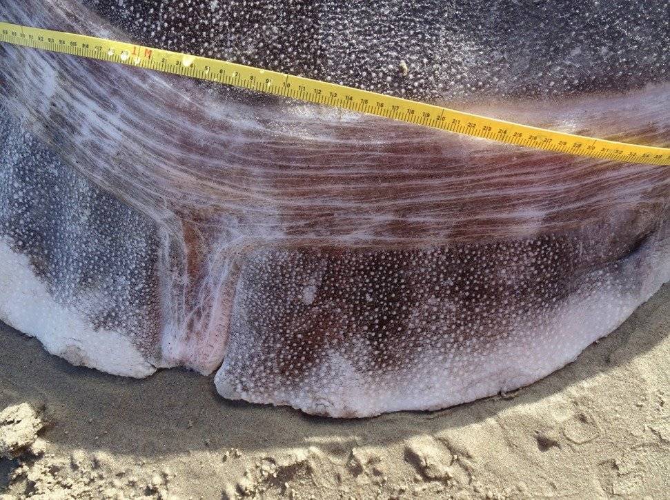 ¿Es un animal? enorme y extraño espécimen que no se había visto en más de un siglo ¿Es un animal? enorme y extraño espécimen que no se había visto en más de un siglo