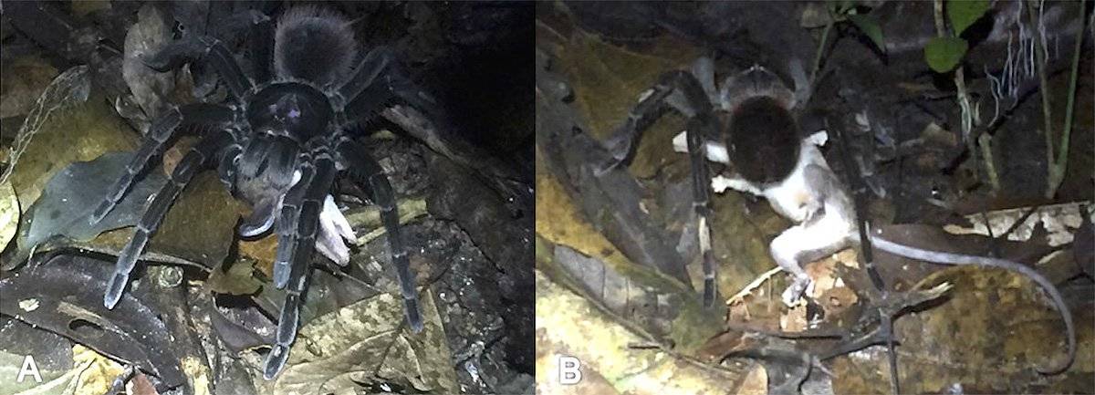 Terror viral: tarántula del tamaño de un plato mata a una zarigüeya