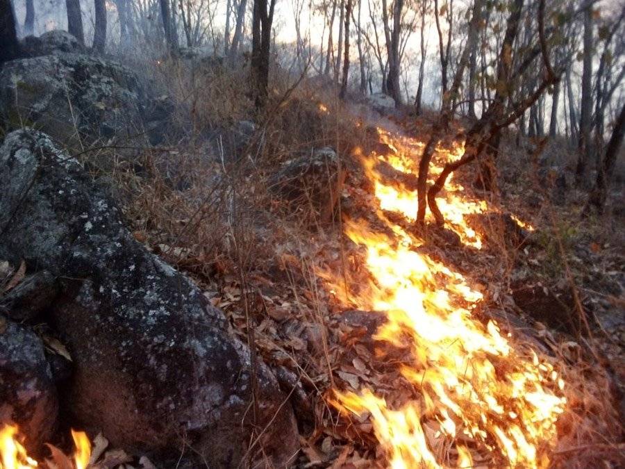 Incendios forestales
