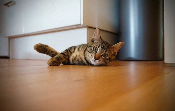 sido otra. Todo lo que necesitas saber sobre el sida en gatos