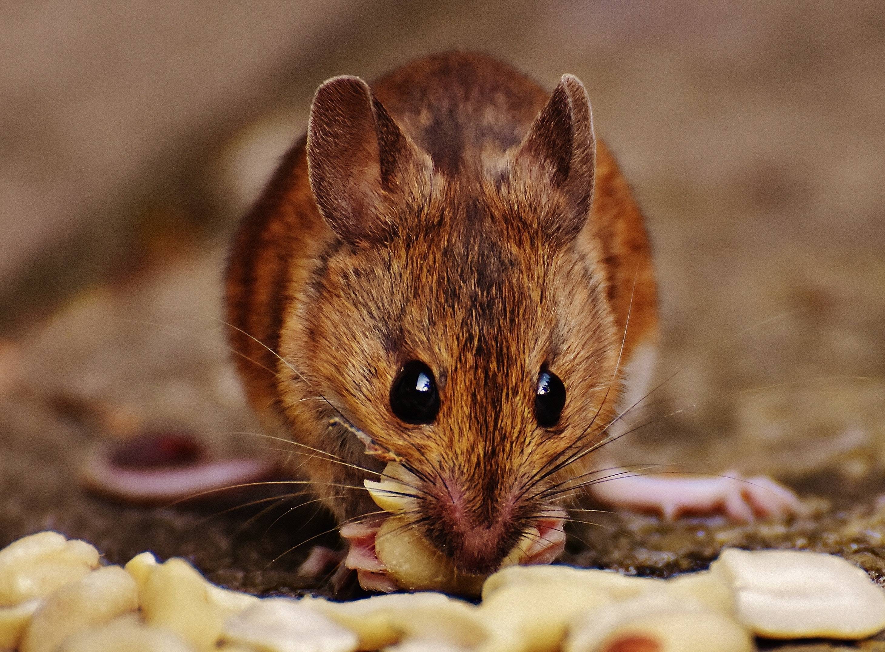 Ratón Ratón