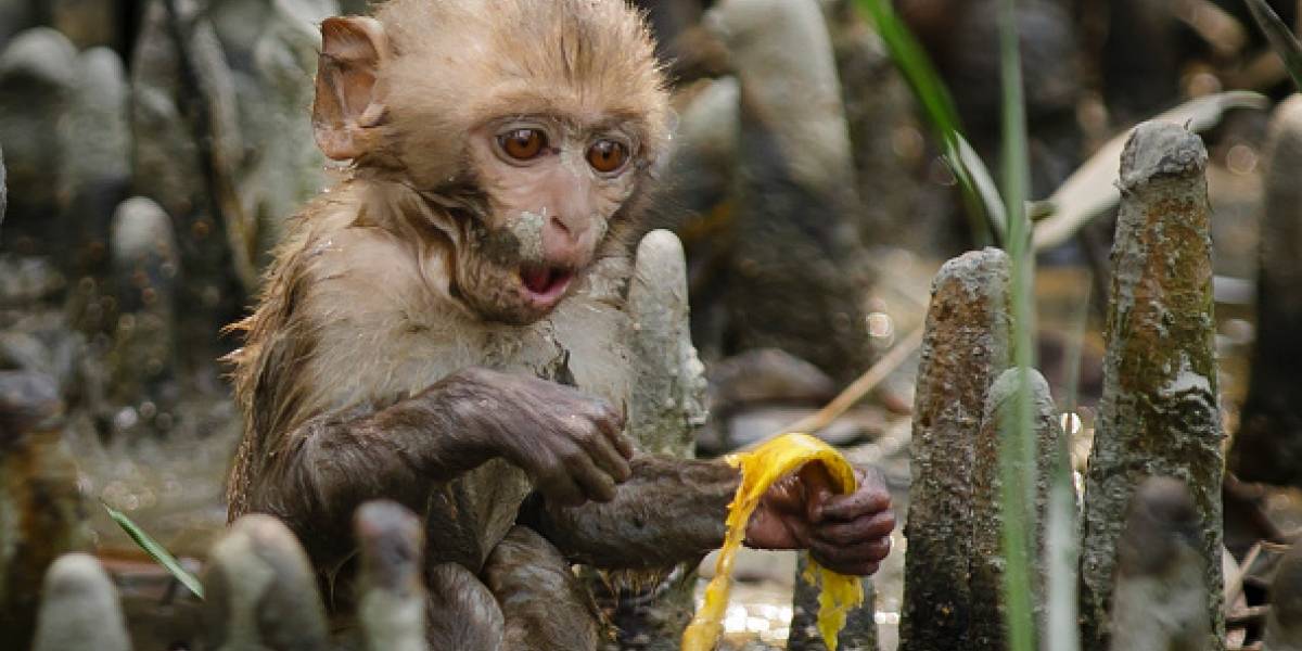 Se ven adorables pero no lo son: una manada de monos persiguió y provocó la muerte de dos personas en India