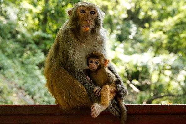 Monos