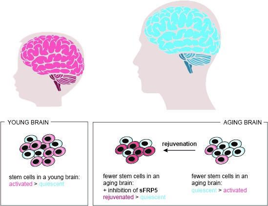 Científicos lograron rejuvenecer las células madre de los cerebros de un grupo de ratones