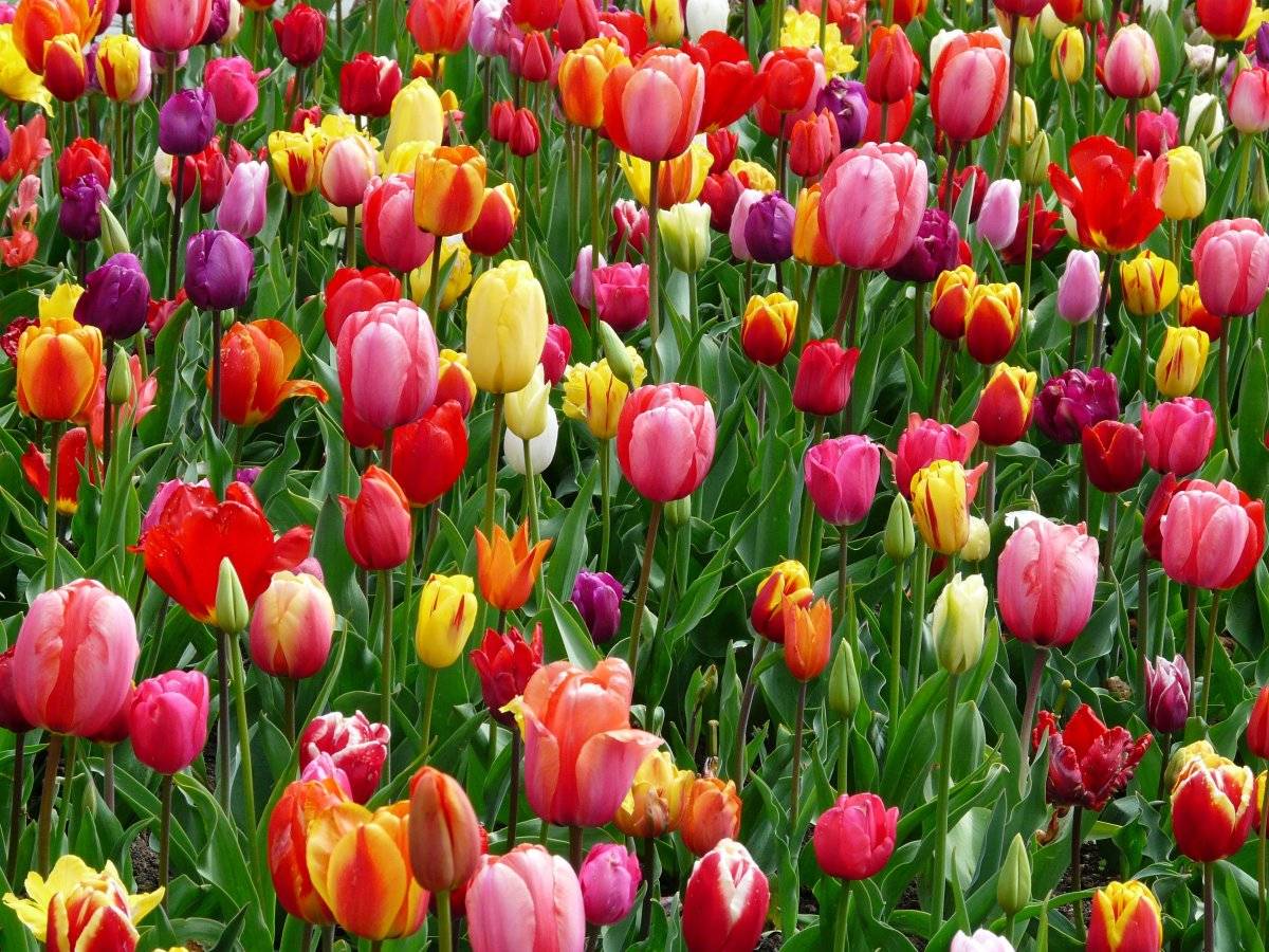 Rojos, amarillos y tonos neutros destacan en la primavera 2019 y apuntan a la buena actitud ante la vida
