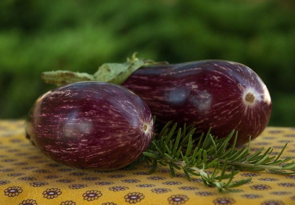 berenjena
