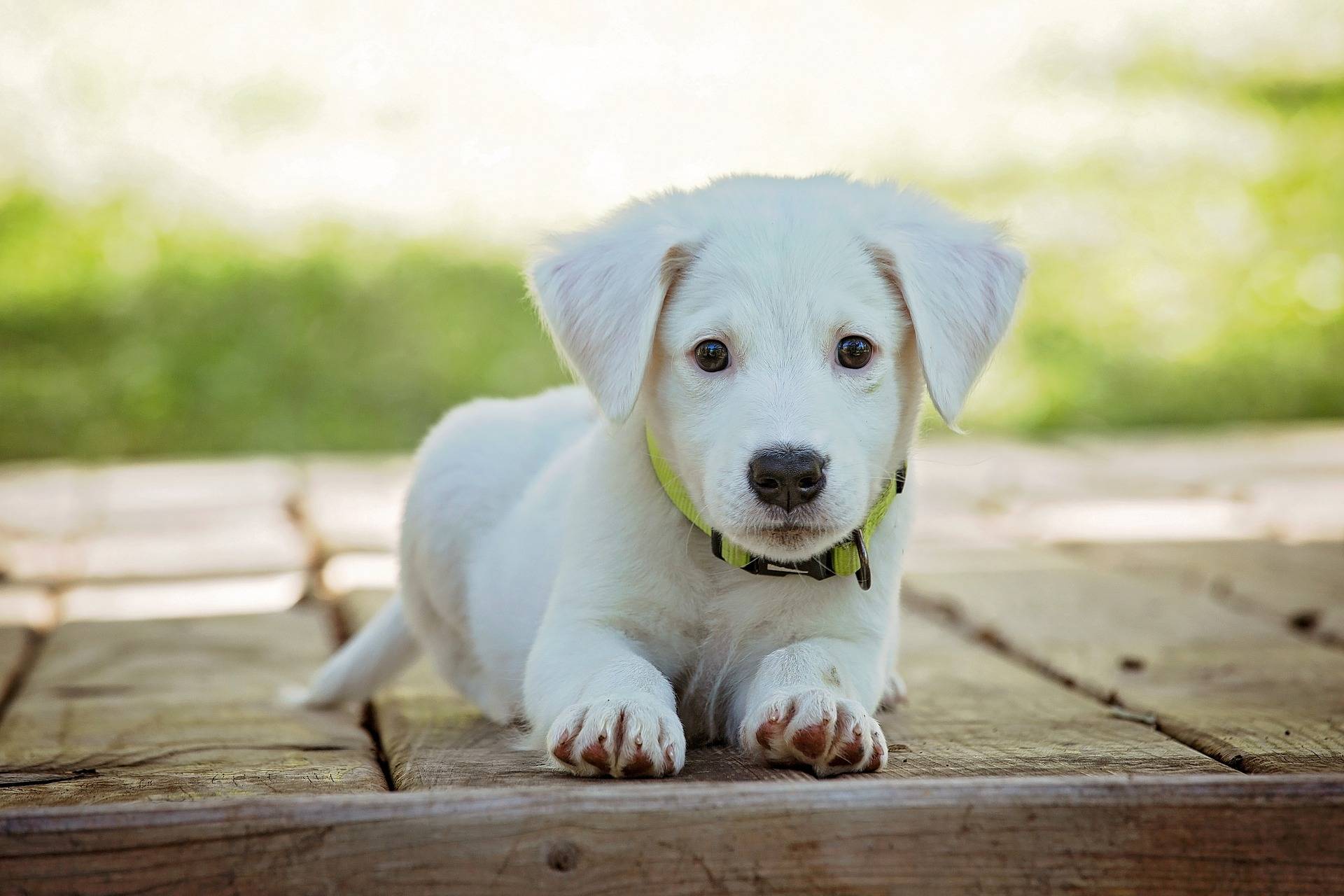 Perro Perro