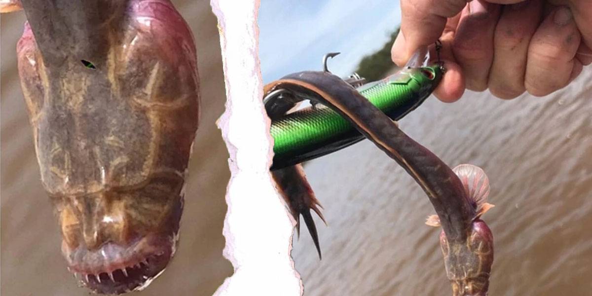 Alien o dinosaurio: esta criatura marina sin ojos tiene confundidos a todos