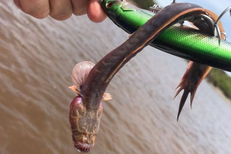 Alien o dinosaurio: esta criatura marina sin ojos tiene confundidos a todos