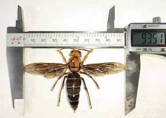 Avispa asesina gigante