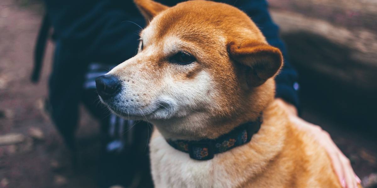 Un adorable perro se hizo famoso después de perseguir al vehículo de Google y aparecer en Street View