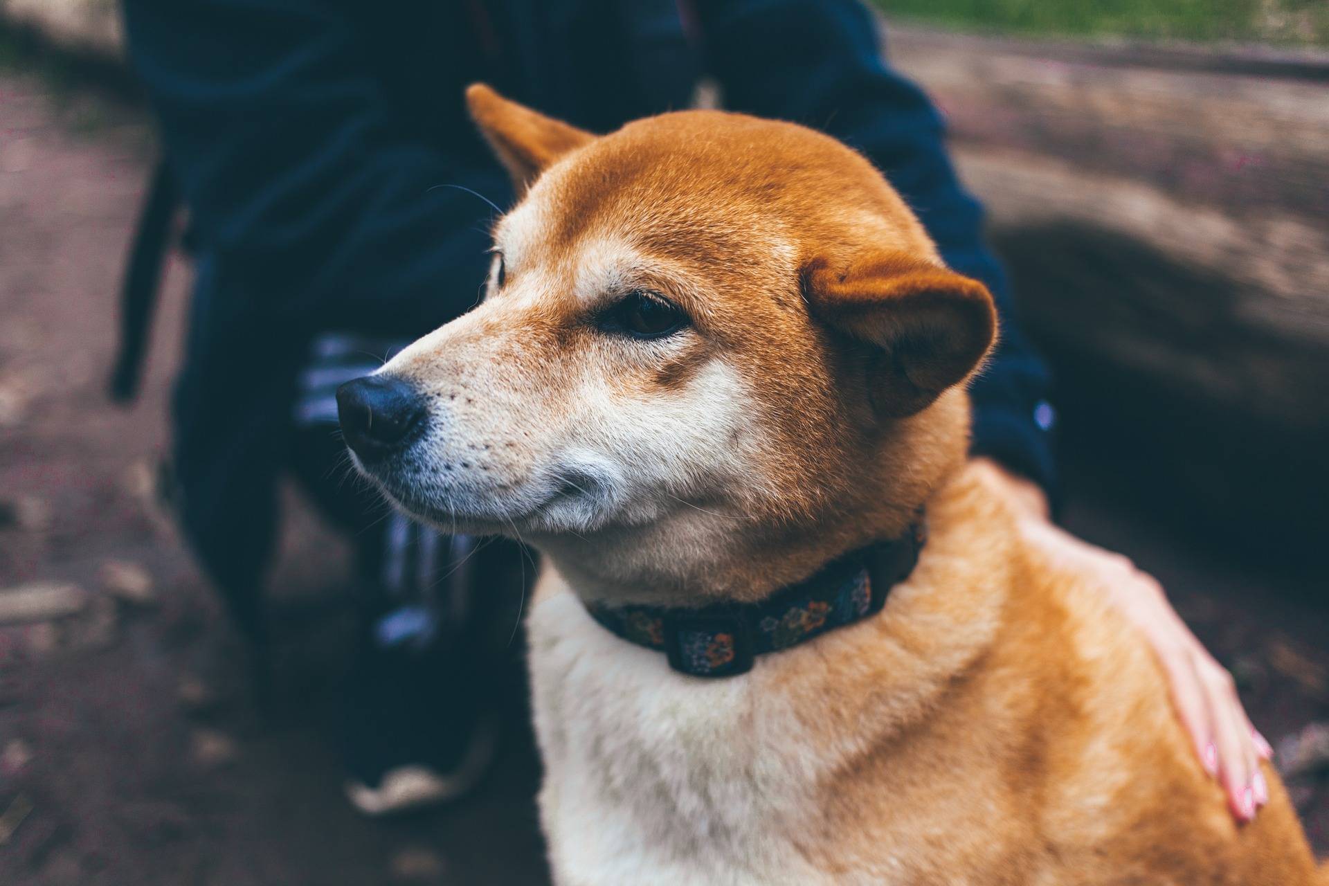 ¿Perros o gatos? estudio asegura que caninos son más queridos por los humanos ¿Perros o gatos? estudio asegura que caninos son más queridos por los humanos