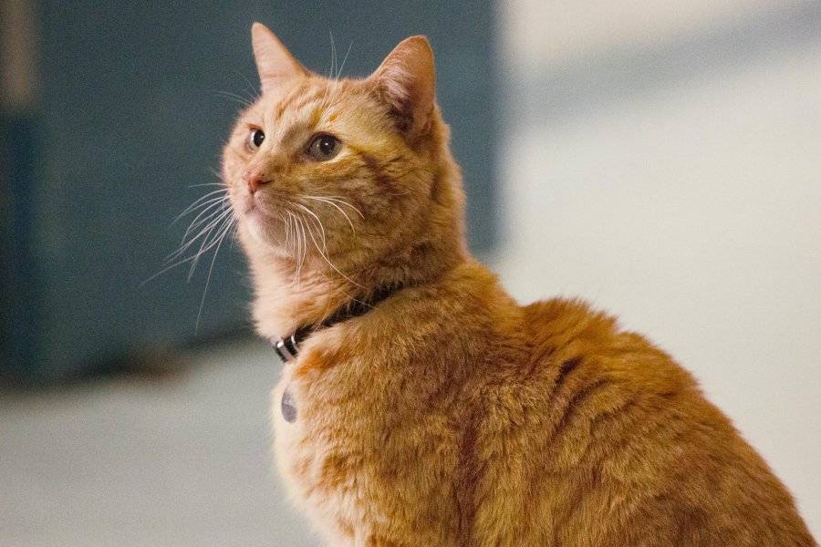 Gato Capitana Marvel