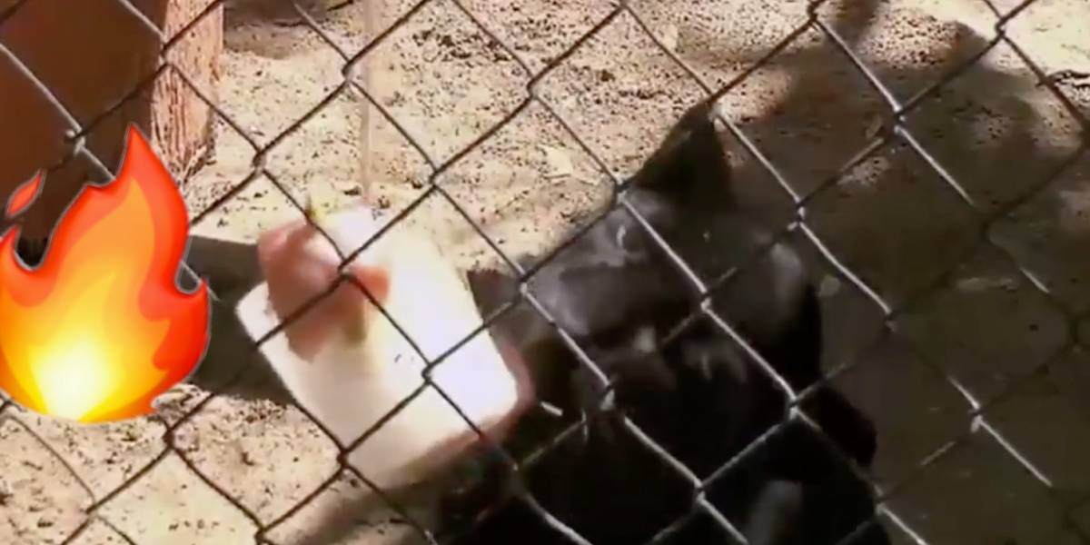 Zoológico de México hace paletas de hielo para sus animales