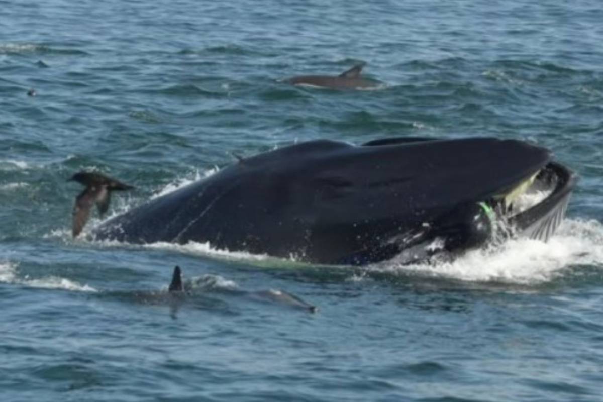 Ballena devora hombres en Sudáfrica Publimetro México