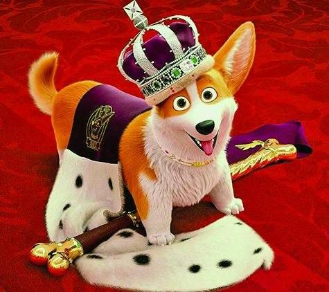 Corgi: un perro real
