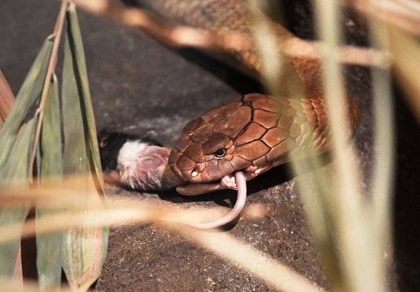 serpiente ratón