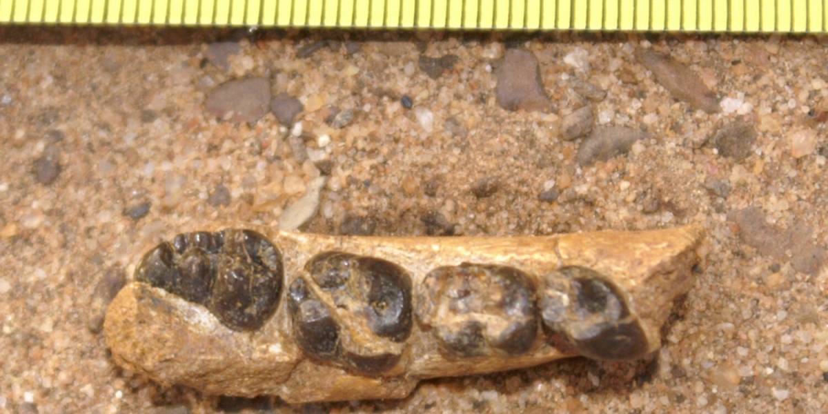 Ciencia: Encuentra eslabón perdido de hace 22 millones de años