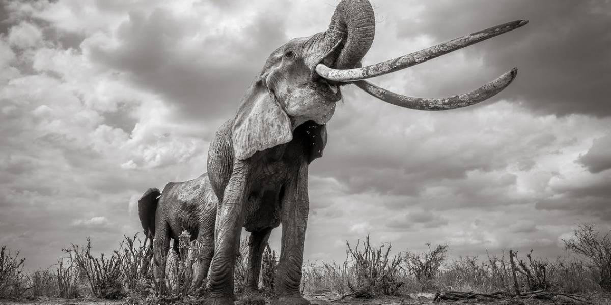 ¿Por qué la Reina Elefante de Kenia y sus últimas fotos son tan importantes?