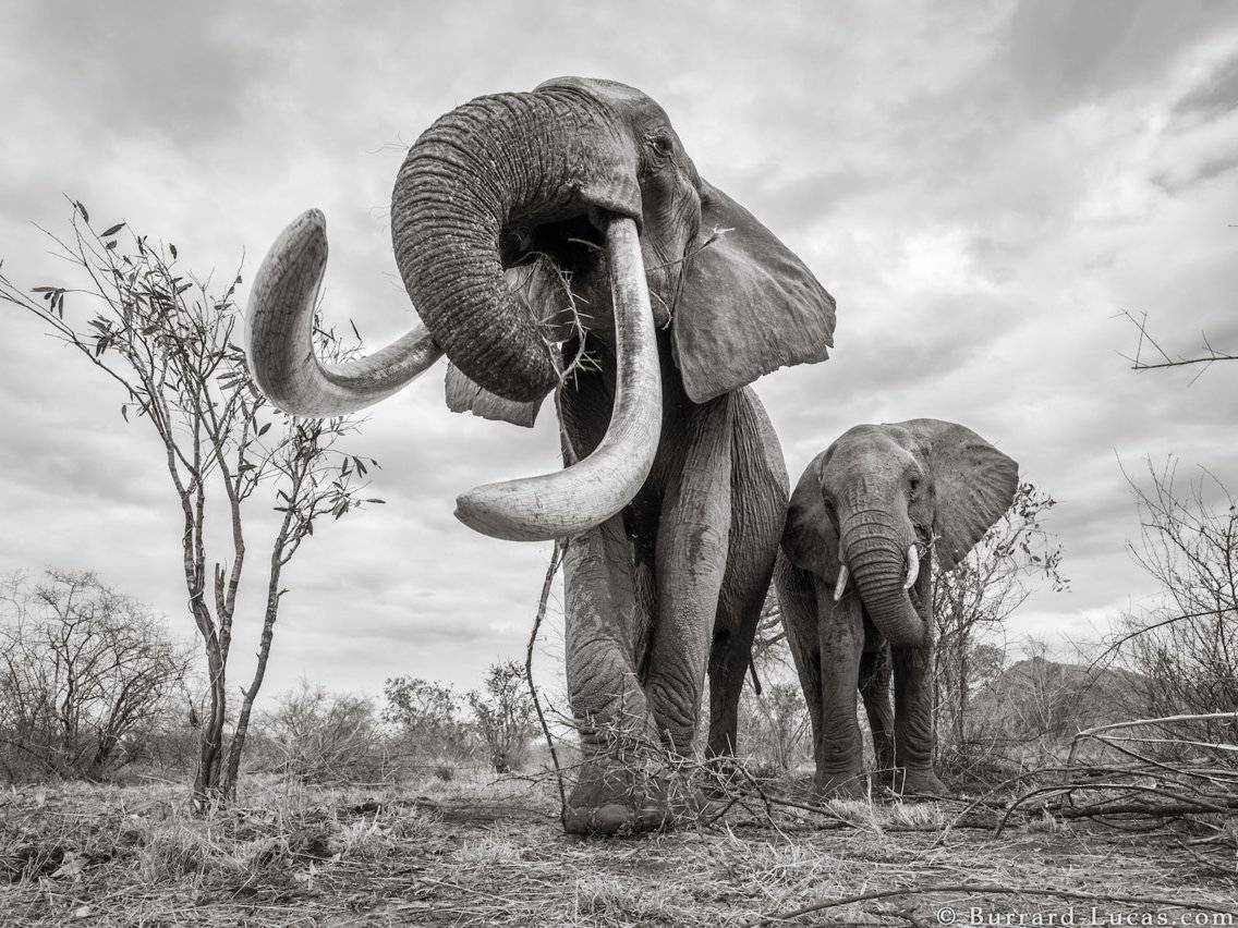 Reina Elefante
