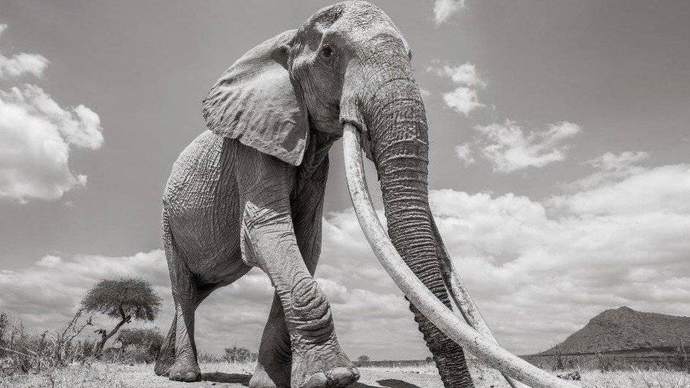 elefante