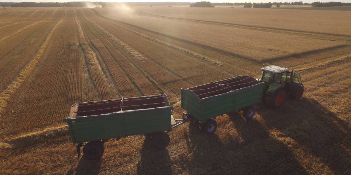 Chile y su producción de trigo caerán un 52% a 2040 por grave sequía según estudio