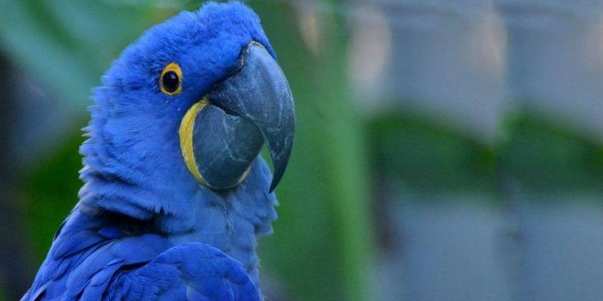 Guacamayo azul de la película Río se creía extinto y ha nacido una nueva cría