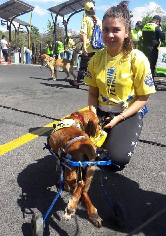 Cientos de mixqueños corrieron con sus mascotas por una “Ambucan”