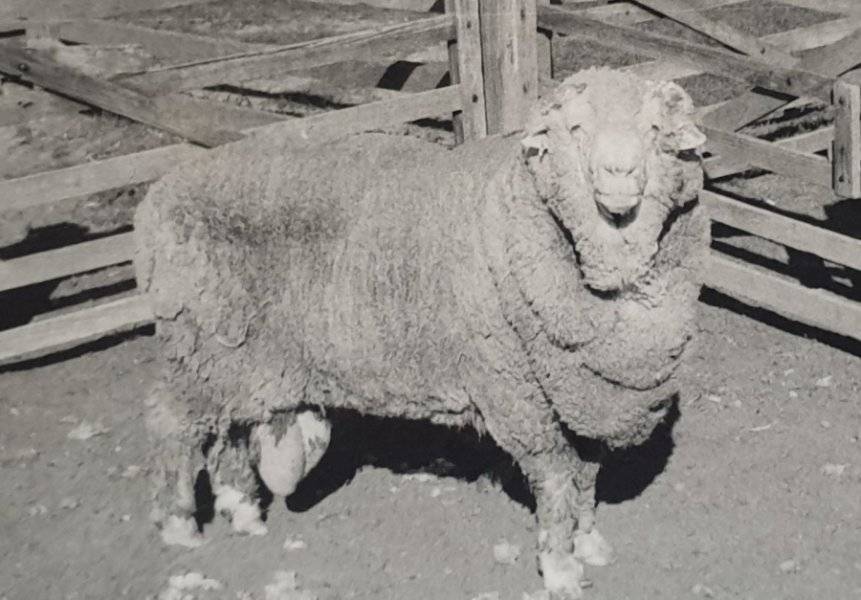 El semen más longevo del mundo fue capaz de fecundar después de 50 años de congelación El semen más longevo del mundo fue capaz de fecundar después de 50 años de congelación