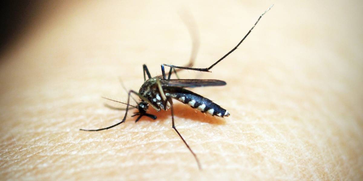 Un descubrimiento reciente sobre el dengue abre la posibilidad de controlar la enfermedad en un futuro