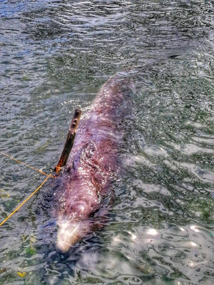 Ballena hallada muerte con 40 kilos de plástico en el estómago