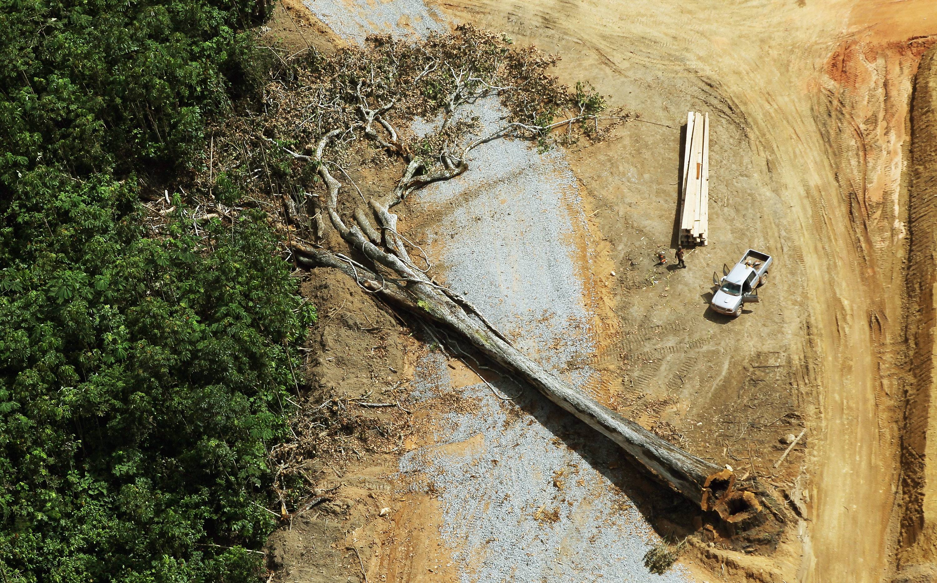 Colombia: La Amazonía concentra gran parte de la deforestación de todo el país Colombia: La Amazonía concentra gran parte de la deforestación de todo el país