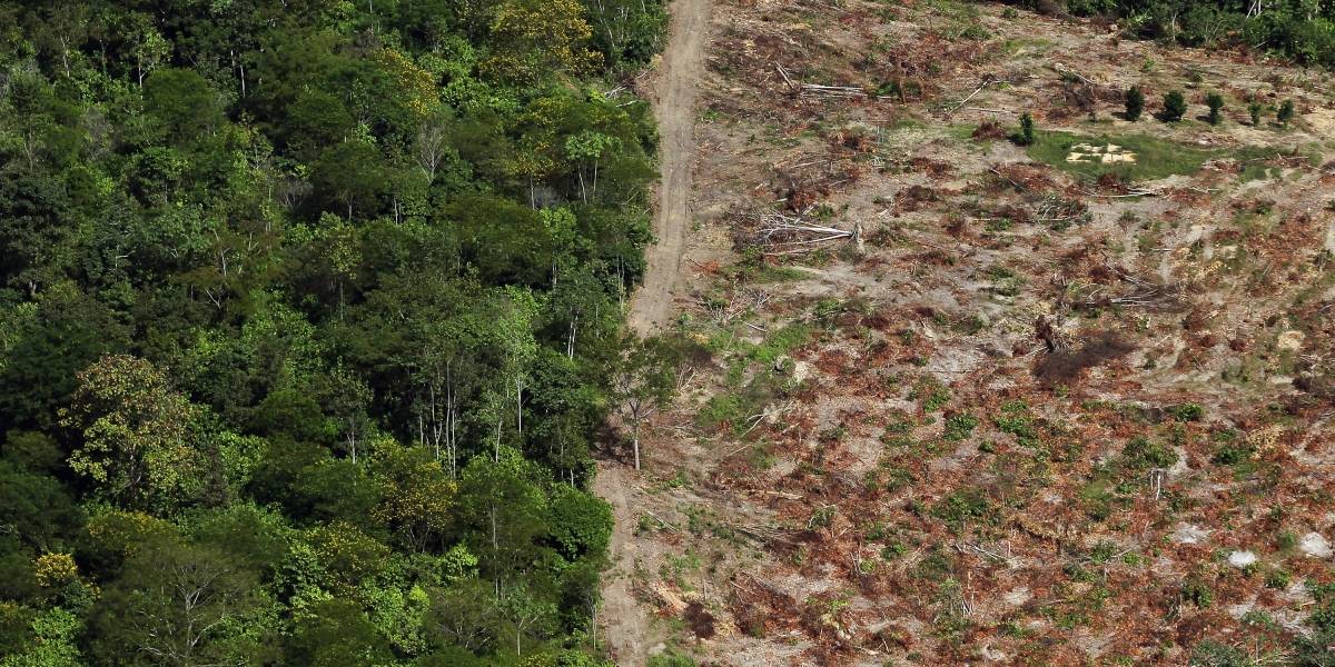 Colombia: La Amazonía concentra gran parte de la deforestación de todo el país