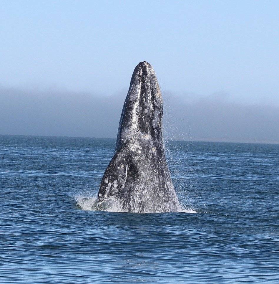 Avistamiento de ballenas: dónde y cuándo verlas